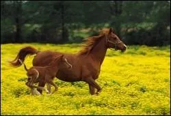 Jusqu' quel ge l'appelle-t-on un poulain ?