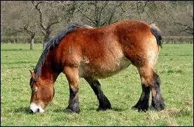 Nommez 3 races de chevaux de trait.