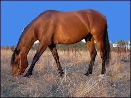 Nommez 3 races de chevaux de sport.