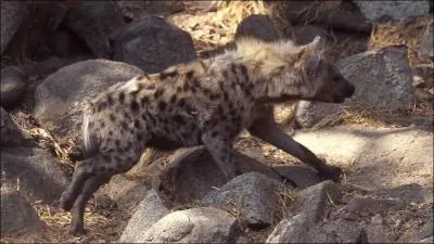 Cet animal est-il un canid ?