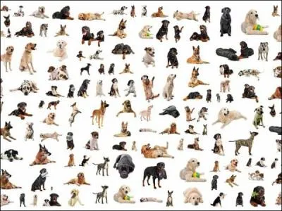 Qu'est-ce qu'un comportementaliste canin ?