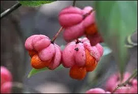 A quel arbre appartiennent ces baies ?