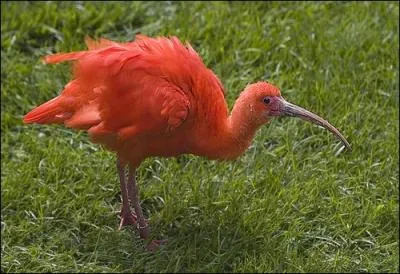 Quel est cet oiseau ?