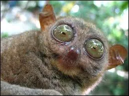 Où se trouve le territoire du tarsier ?