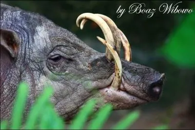  quel endroit vit cette sorte de gros porc sauvage : le babiroussa ?