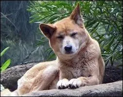 Ce chien sauvage, le dingo, ne vit pas à Hollywood mais en...