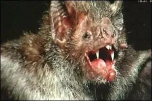La chauve-souris appelée vampire existe en...