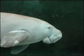 Le dugong, mammifère marin, peuple...