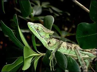 Cette sorte de lézard appelé basilic ne se trouve qu'en...