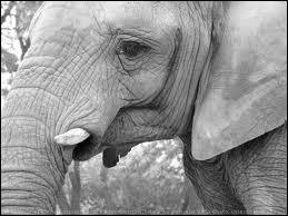 Où vit l'éléphant d'Afrique ?