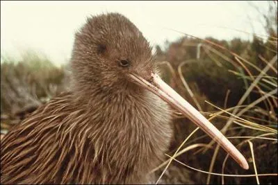 Où vit cet oiseau sans ailes au nom ''gaulois'' : l'aptéryx (autrement dit le kiwi) ?