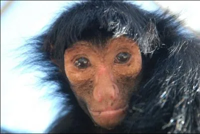 Où peut-on voir l'atèle, appelé aussi singe-araignée ?