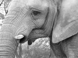 Quiz Animaux