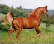 Qu'est-ce que le dressage ?