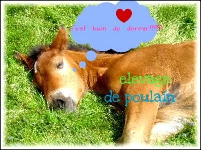 Qu'est-ce que le saut d'obstacles ?