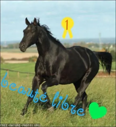 Qu'est-ce que les pony games ?