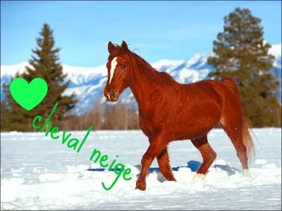 Qu'est-ce que le cross ?