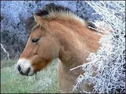 Que veut dire C. S. O. ?