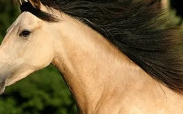 Quiz Galop 1
