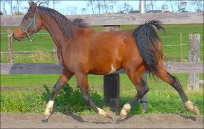 Quelle est cette robe :