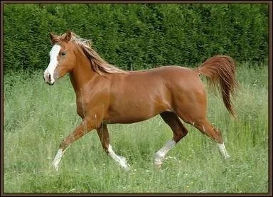 Quelle est cette robe :