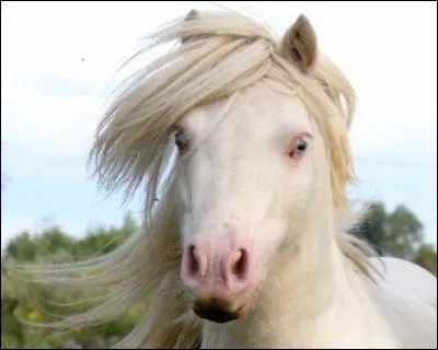 Quelle est cette robe :