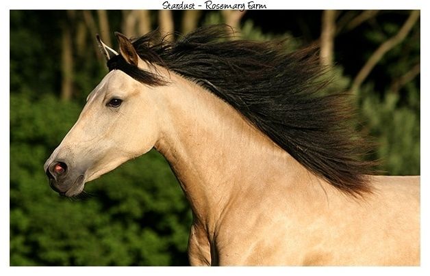 Les robes des chevaux galop 1 clearance