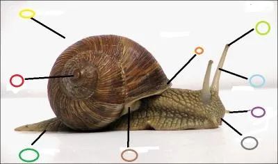 Comment s'appelle la partie point&eacute;e en vert clair ?