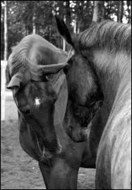 Comment sont les hennissements de chevaux qui ne s'aiment pas ?