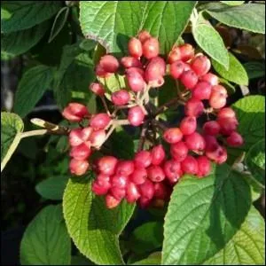 Quelles sont ces baies ?