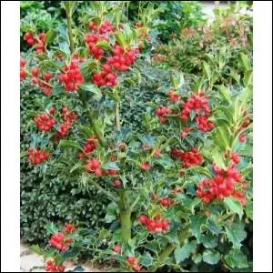 Reconnaissez-vous celui-ci ?