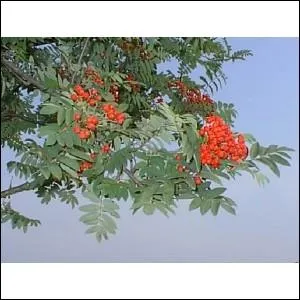 Quel est cet arbuste ?