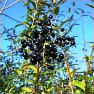 Quel est cet arbuste  baies noires ?