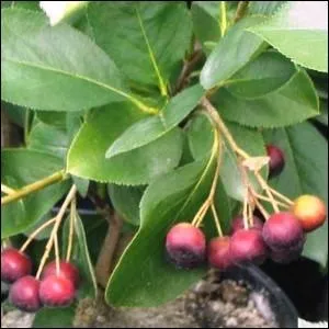 Quel est le nom de cet arbuste ?