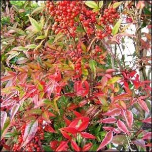 Connaissez-vous celui-ci ?