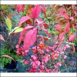 De quel arbre proviennent ces magnifiques baies ?