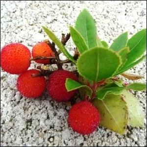 Appel arbre aux fraises, quel est son nom ?