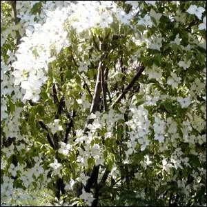 Quel est le nom de cet arbuste ?