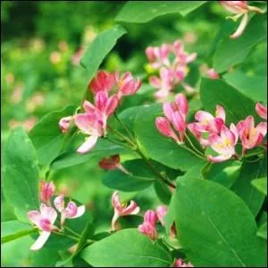 Quel est cet arbuste ?