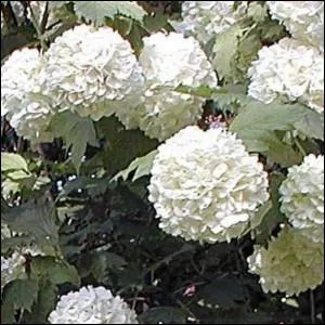 Reconnaissez-vous cet arbuste ?