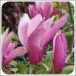 De quel arbre proviennent ces fleurs ?