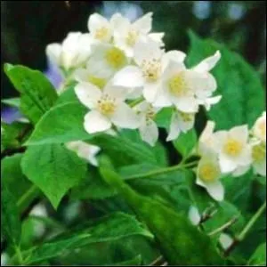 Quel est cet arbuste aux fleurs odorantes ?