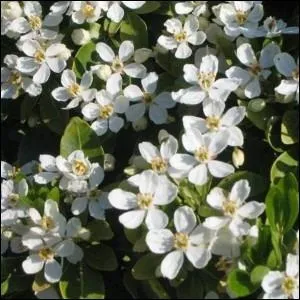 Et celui-ci avec ses fleurs blanches ?