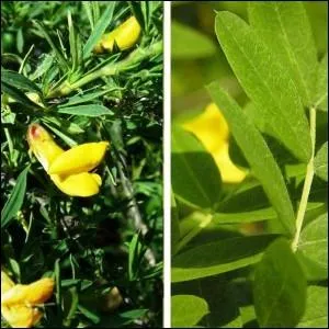 Quel est cet arbuste  fleurs jaunes ?