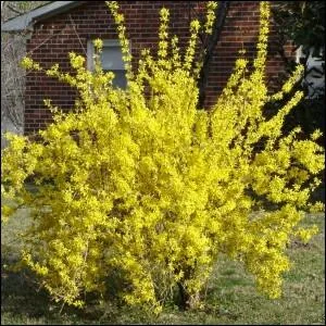 Reconnaissez-vous cet arbuste ?