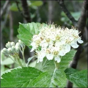 Quel cet arbre  fleurs blanches ?
