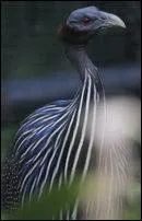 Ce bel oiseau se nomme