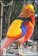 Exemplaire somptueux de