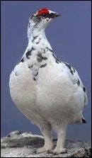 Espce menace, c'est le