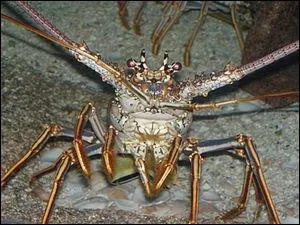 Langouste en colre.
